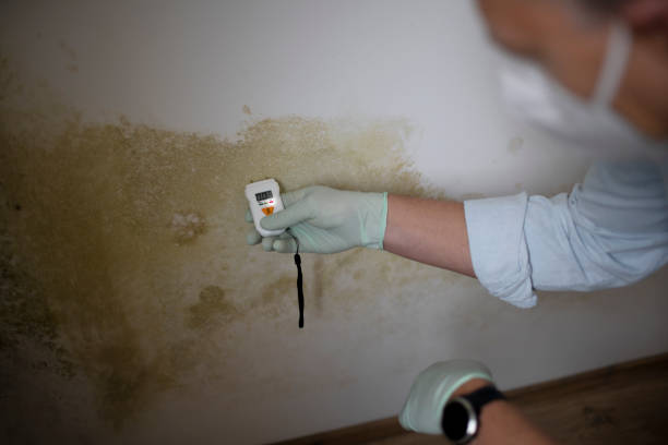 Best Mold Removal Near Me  in Woodbury, NJ