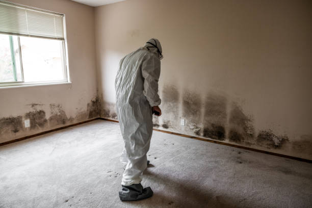 Best Local Mold Removal Service  in Woodbury, NJ