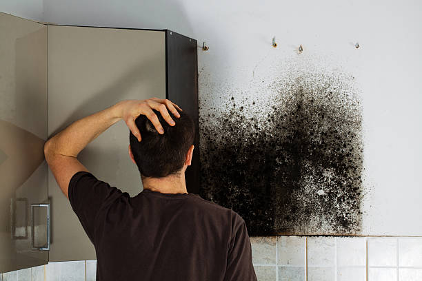 Best Fast Mold Removal  in Woodbury, NJ